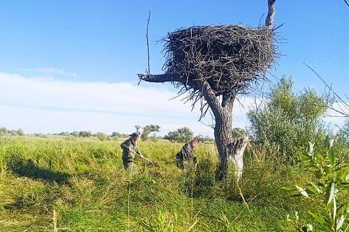 Амурские охотоведы начали готовить гнезда аистов к пожароопасному сезону