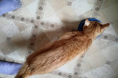 В Приамурье хозяйка кота, который гулял сам по себе, обвинила зоозащитников в вымогательстве