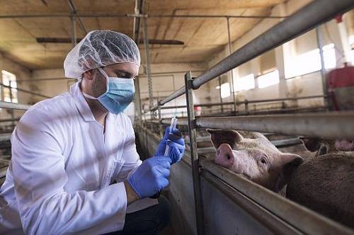 В Амурской области зафиксировали две вспышки африканской чумы свиней