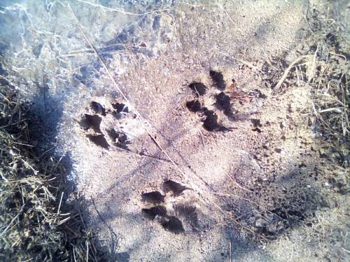 Амурчане обнаружили следы «тигра», который оказался собакой